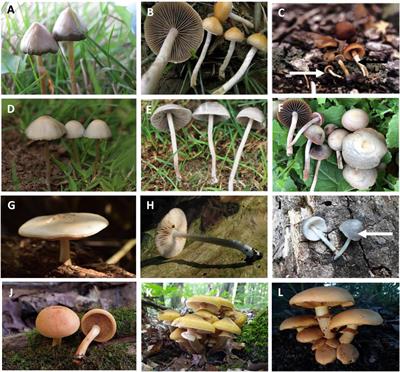 An Overview on the Taxonomy, Phylogenetics and Ecology of the Psychedelic Genera Psilocybe, Panaeolus, Pluteus and Gymnopilus